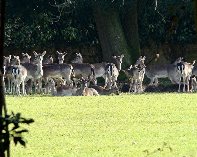 fallow deer